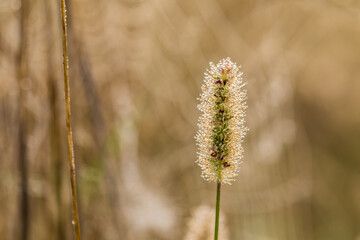 Back lit grass field in autumn morning.