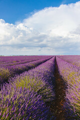 Naklejka na ściany i meble Lavender field landscape on a sunny day