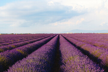 Fototapeta na wymiar Lavender field landscape on a sunny day