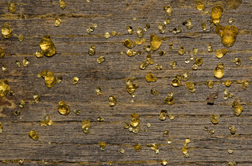 Resin drops of Canary Island pine Pinus canariensis on another dead Canary Island pine. Inagua....