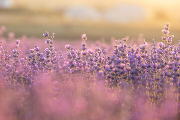 Lavender bushes closeup on sunset. Sunset gleam over purple flowers of lavender. Provence region of France. - 485657089