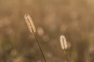 Back lit grass field in autumn morning.