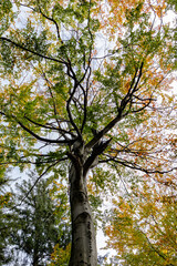 The beauty of nature in the forest