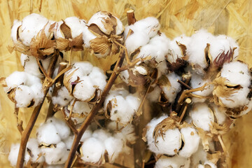 Cotton bushes with white fruits on the background of a board of wooden shavings behind glass