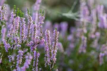 Blooming wild purple common heather (Calluna vulgaris). Nature, floral, flowers background, close up.