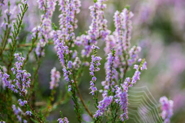Blooming wild purple common heather (Calluna vulgaris), with a spider web. Nature, floral, flowers background, close up.