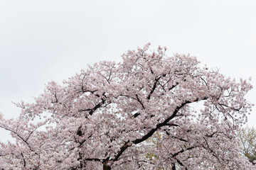 桜の木