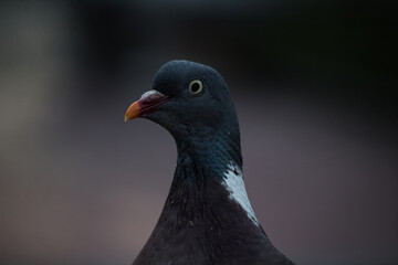 Portrait of a pigeon looking at the camera
