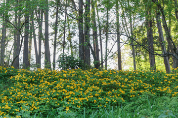 Obraz premium 黄色い花と林