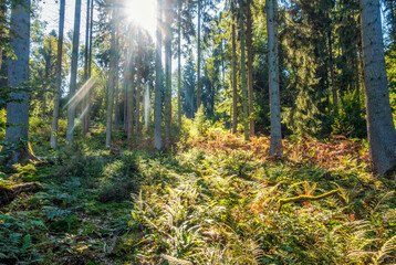 Wandern im Naafbachtal im Bergischen Land