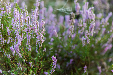 Blooming wild purple common heather (Calluna vulgaris). Nature, floral, flowers background, close up.