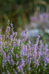 Blooming wild purple common heather (Calluna vulgaris). Nature, floral, flowers background, close up.