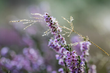 Blooming wild purple common heather (Calluna vulgaris). Nature, floral, flowers background, close up.