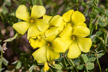 Obraz na płótnie Canvas A Oxalis pes-caprae flower know as African wood-sorrel, Bermuda buttercup, Bermuda sorrel, buttercup oxalis, Cape sorrel, English weed, goat's-foot, sourgrass, soursob or soursop