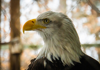 regal head of a bald eagle with prominent beak
