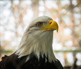 regal head of a bald eagle with prominent beak
