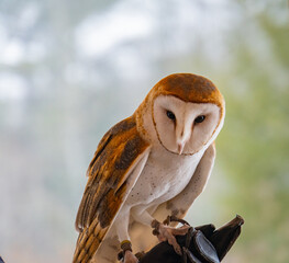 barn owl with it's heart-shaped face
