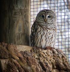 barred owl blending into nature's winter colors
