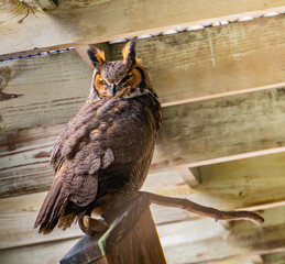 great horned owl looking so serious and stern, also called a hoot owl or tiger owl
