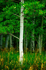 Aspen Trees White Trunk Lush Green in Summer Forest Wilderness