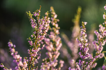 Blooming wild purple common heather (Calluna vulgaris). Nature, floral, flowers background, close up.