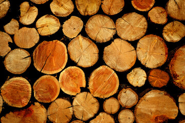 Stack of Wood Firewood Texture Wooden Cut Trees