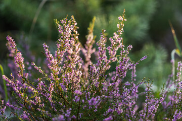 Blooming wild purple common heather (Calluna vulgaris). Nature, floral, flowers background, close up.