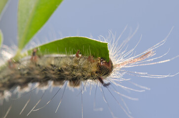 Caterpillar of the moth Calliteara fortunata eating a leaf of tree lucerne Chamaecytisus proliferus. Inagua. Gran Canaria. Canary Islands. Spain.