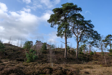 Leuvenumse bossen, Hulshortserzand