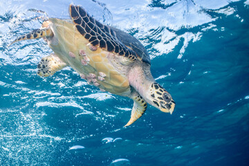 Hawksbill Sea Turtle (Eretmochelys imbricata)