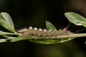 Caterpillar of the moth Calliteara fortunata. Integral Natural Reserve of Inagua. Gran Canaria. Tejeda. Canary Islands. Spain.
