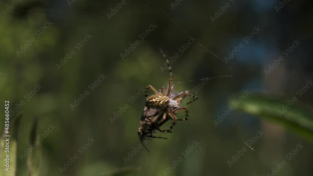 Poster close up of a tiny spider on the web on green defocused background of a summer meadow. creative. sma