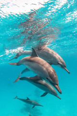 Spinner Dolphin (Stenella longirostris)