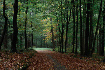 The beauty of nature in the forest