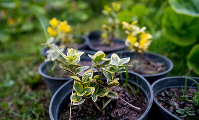 Beautiful variegated young Euonymus crops in black pots.