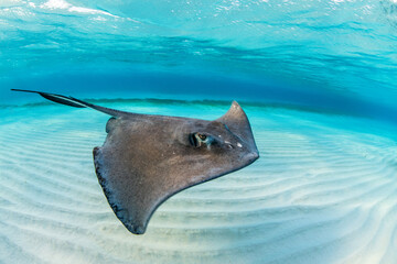 Southern Stingray, Hypanus americanus