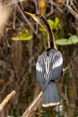 Anhinga with neck stretched out