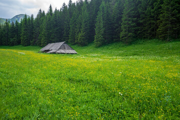 Beautiful flower meadow in the Jaworzynka Valley. Western Tatra Mountains.