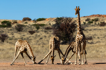 Four giraffes at a waterhole in the Kgalagadi Transfrontier Park in South Africa. Note the awkward...