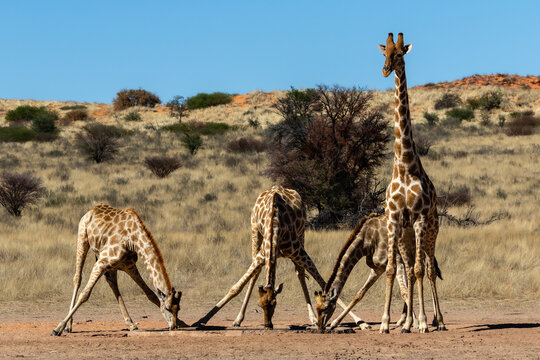 Four giraffes at a waterhole in the Kgalagadi Transfrontier Park in South Africa. Note the awkward stance with the front legs spread wide, making them very vulnerable at that stage.
