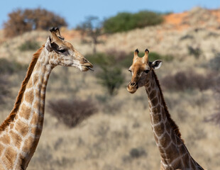 Heads and necks of two giraffe in the Kgalagadi Transfrontier Park in South Africa. One giraffe is licking its lips
