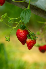 Heart-shaped strawberry