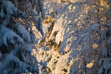Obraz na płótnie Canvas Blurred winter background.