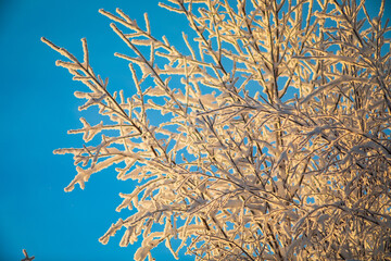  Blurred winter background.