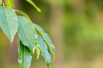 Closeup of leaves with dew drops. Blurred background.