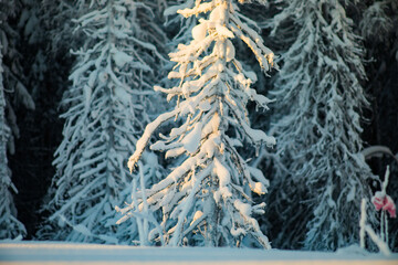  Blurred winter background.