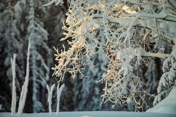  Blurred winter background.