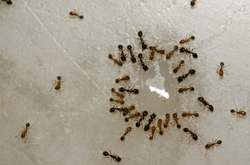 Argentine ants Linepithema humile feeding on the remains of a liquid. Cruz de Pajonales. Tejeda. Gran Canaria. Canary Islands. Spain.