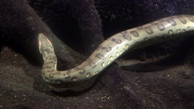 The green anaconda (Eunectes murinus), also known as giant anaconda swim under water