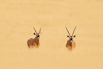 Two oryx  in the Kalahari Desert, Namibia - obrazy, fototapety, plakaty